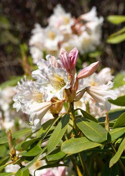 Rhododendron Hybrid (Rhododendron hybrid), close up of the flower head in sunshine