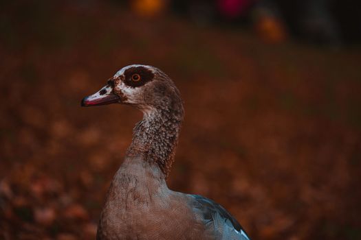 Portrait of Beautiful funny nile goose. Beautiful Egyptian goose