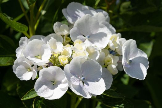 Penny mac (Hydrangea macrophylla), flowers of summer