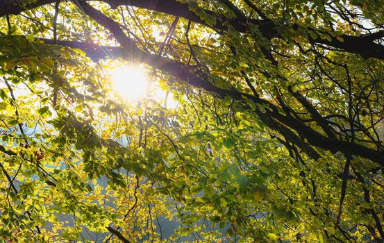 Summer Defocused Background. Tree Branches With Green Leaves Shining With Sunlight