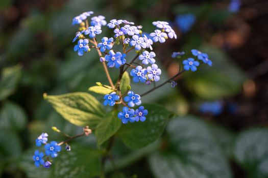 Siberian bugloss (Brunnera macrophylla), close up of the flower head