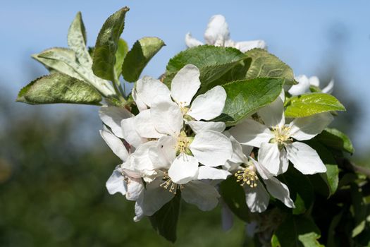 Apple tree (Malus domestica), blossoms of springtime