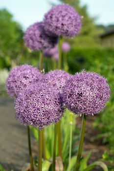 Giant onion (Allium giganteum), close up image of the flower head