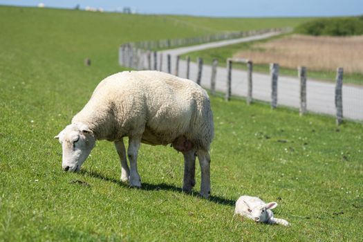 Sheep farming on the North Frisian Island Pellworm, green workers on the dyke, Germany