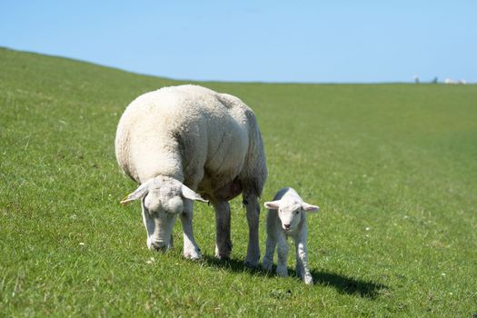 Sheep farming on the North Frisian Island Pellworm, green workers on the dyke, Germany