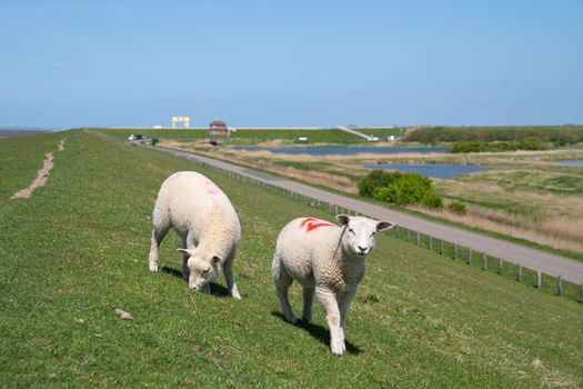 Sheep farming in North Frisia, green workers on the dyke, Germany