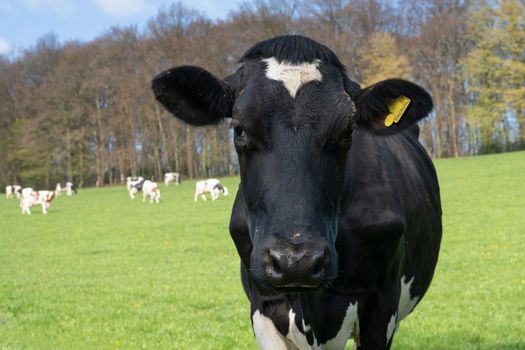 Close up image of cow on meadow in the Bergisches Land, cattle farming in Germany
