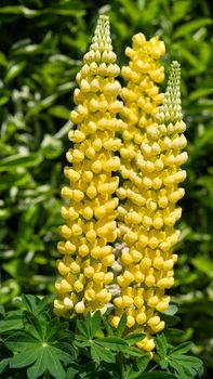 Garden Lupin (Lupinus polyphyllus), close up of the flower head