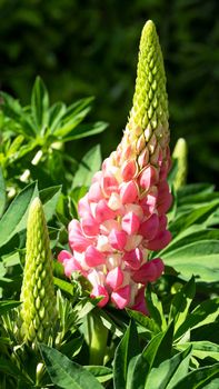 Garden Lupin (Lupinus polyphyllus), close up of the flower head