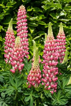 Garden Lupin (Lupinus polyphyllus), close up of the flower head