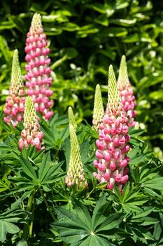 Garden Lupin (Lupinus polyphyllus), close up of the flower head