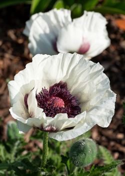 Oriental Poppy (Papaver orientale), close up of the flower head