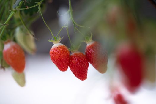 France, Gironde, May 2022: Strawberries growing under green houses in South West France, High quality 4k footage