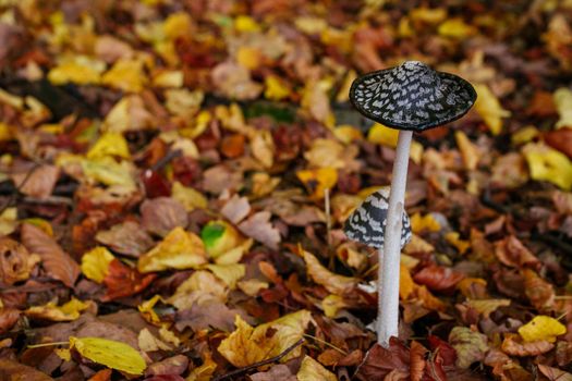 Mushrooms in autumn forest. Fallen leaves in background. Autumn in forest. High quality photo