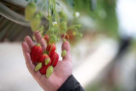 France, Gironde, May 2022: Strawberries growing under green houses in South West France, High quality 4k footage