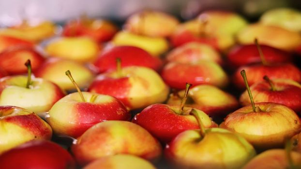 fresh picked apple harvest. The process of washing apples in a fruit production plant, Special bath, packing tub at fruit warehouse. Sorting apples at the factory. food industry. High quality photo