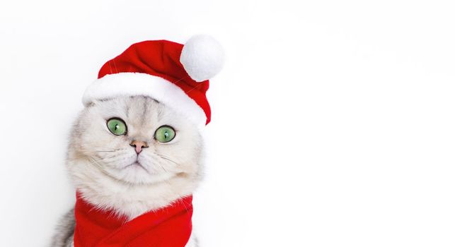 Wide banner with head of a cute white cat, in the red cap of Santa Claus and red scarf isolated on white background
