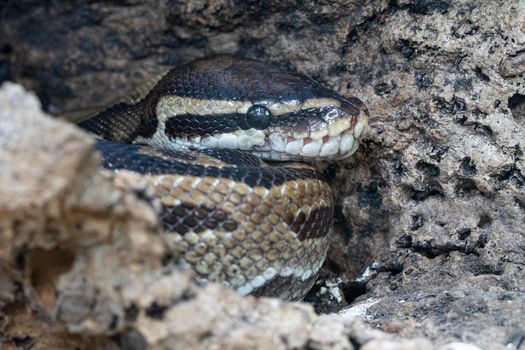 Close up image of Royal Python (Python regius)