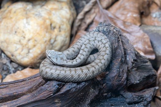 Close up image of Asp viper (Vipera aspis)