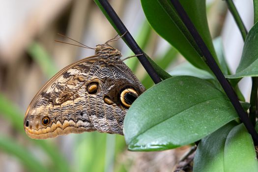 Forest giant owl (Caligo eurilochus), close-up of the butterfly