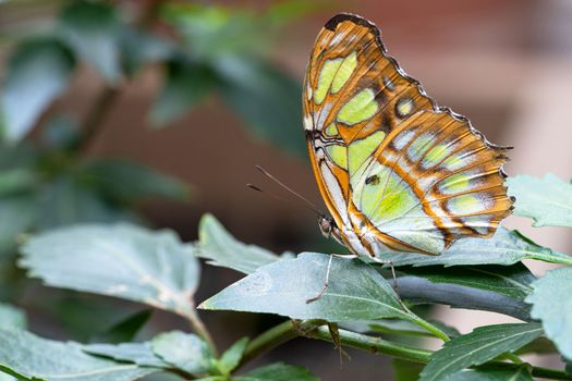 The malachite (Siproeta stelenes), close-up of the butterfly