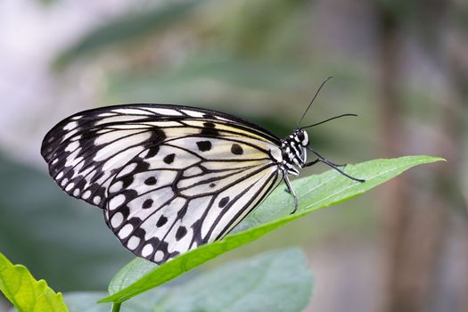 Large tree nymph butterfly (Idea leuconoe), close-up of the butterfly