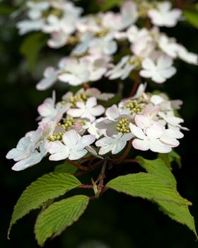 Japanese snowball (Viburnum plicatum), close up of the flower head