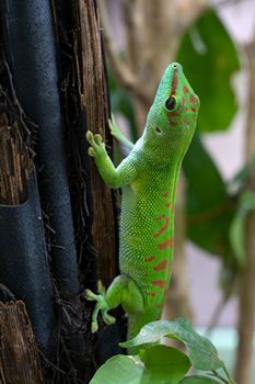 Close up image of Madagascar giant day gecko (Phelsuma madagascariensis)