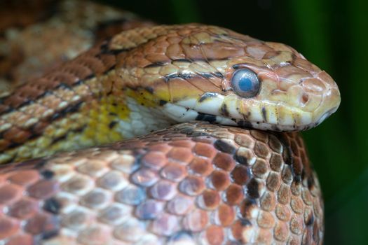 Eastern Corn Snake (Pantherophis guttatus), close up 