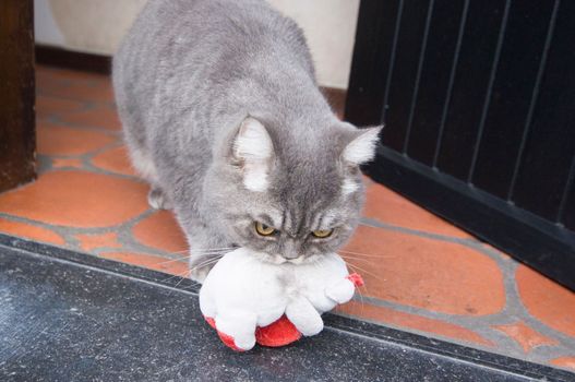 a gray cat carries in his teeth his favorite toy pet polar bear cub. High quality photo