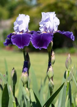 German iris (Iris barbata), close up image of the flower head