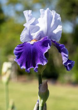 German iris (Iris barbata), close up image of the flower head