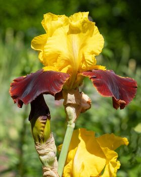 German iris (Iris barbata), close up image of the flower head