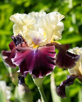 German iris (Iris barbata), close up image of the flower head