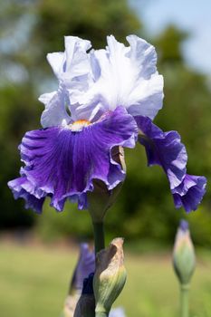 German iris (Iris barbata), close up image of the flower head