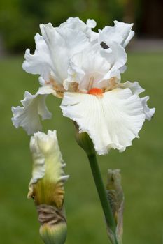 German iris (Iris barbata), close up image of the flower head