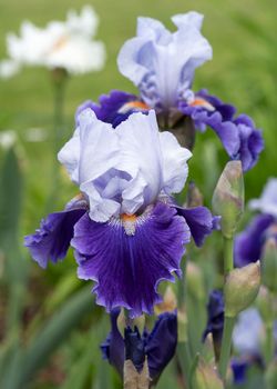 German iris (Iris barbata), close up image of the flower head