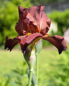 German iris (Iris barbata), close up image of the flower head