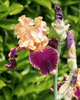 German iris (Iris barbata), close up image of the flower head