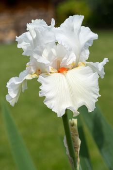 German iris (Iris barbata), close up image of the flower head