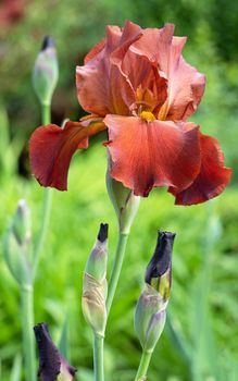 German iris (Iris barbata), close up image of the flower head