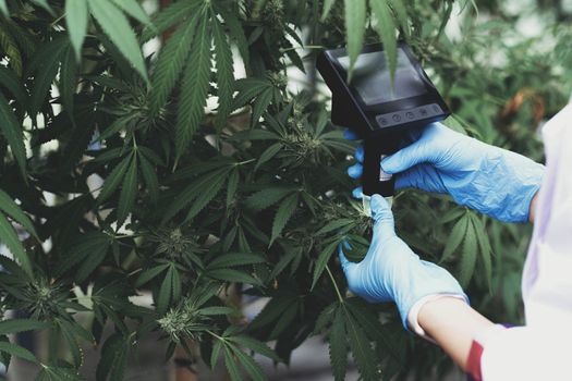 Portrait of scientist with mask, glasses and gloves checking hemp plants in a greenhouse. Concept of herbal alternative medicine, cbd oil, pharmaceptical industry..