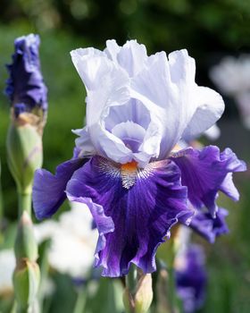 German iris (Iris barbata), close up image of the flower head