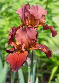 German iris (Iris barbata), close up image of the flower head