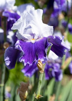 German iris (Iris barbata), close up image of the flower head