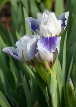 German iris (Iris barbata-nana), close up of the flower head