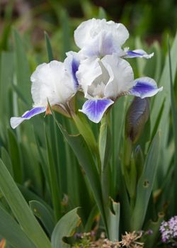 German iris (Iris barbata-nana), close up of the flower head