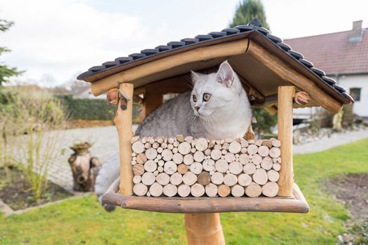 The cat is sitting on the birdhouse. The kitten watches, waits and hunts for birds. Rustic outdoor setting with homemade rustic birdhouse. High quality photo