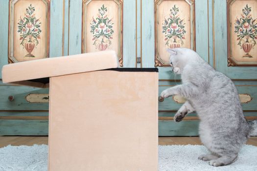gray scottish kitten wants to get into the laundry box, pet in the room, Curious cat explores new territories, High quality photo