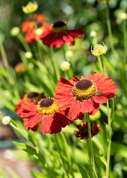 Helens Flower (Helenium), flowers of summertime